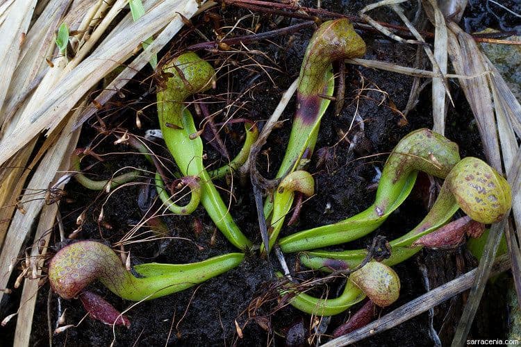 Darlingtonia californica 11