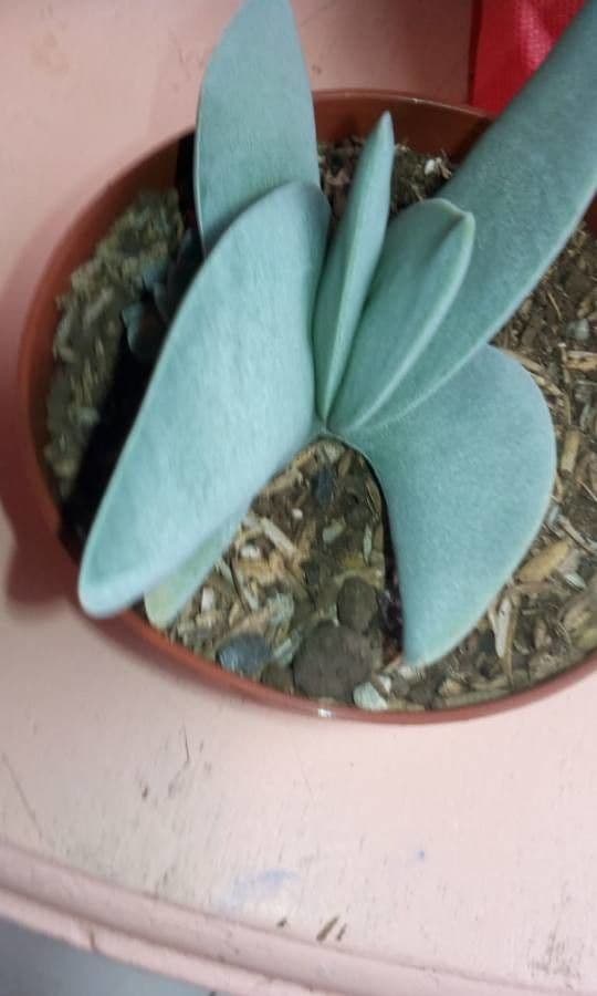 Crassula perfoliata 12