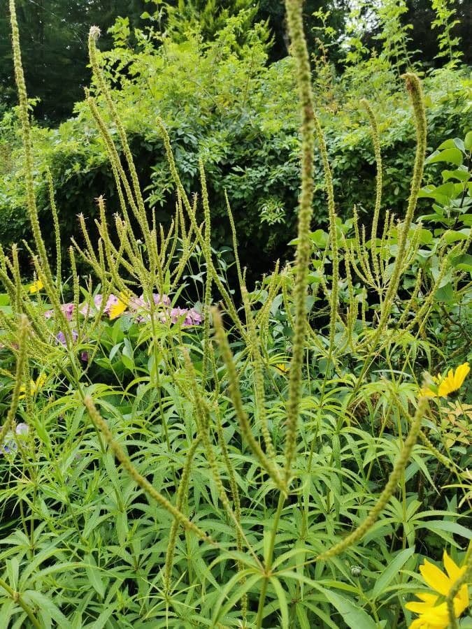Veronica virginica 4