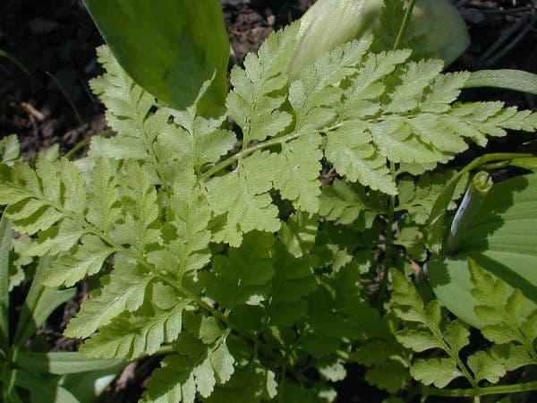 Cystopteris protrusa 6