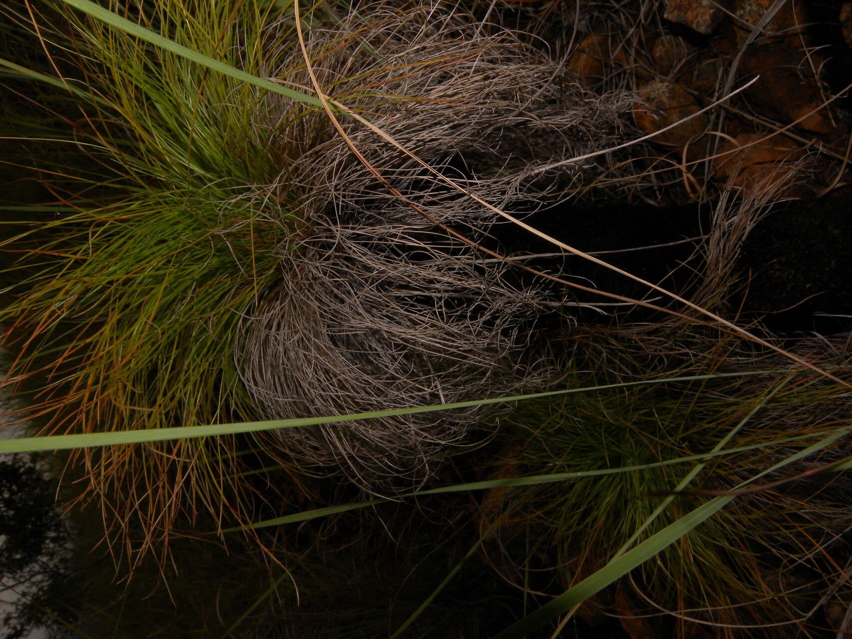 Bulbostylis paradoxa