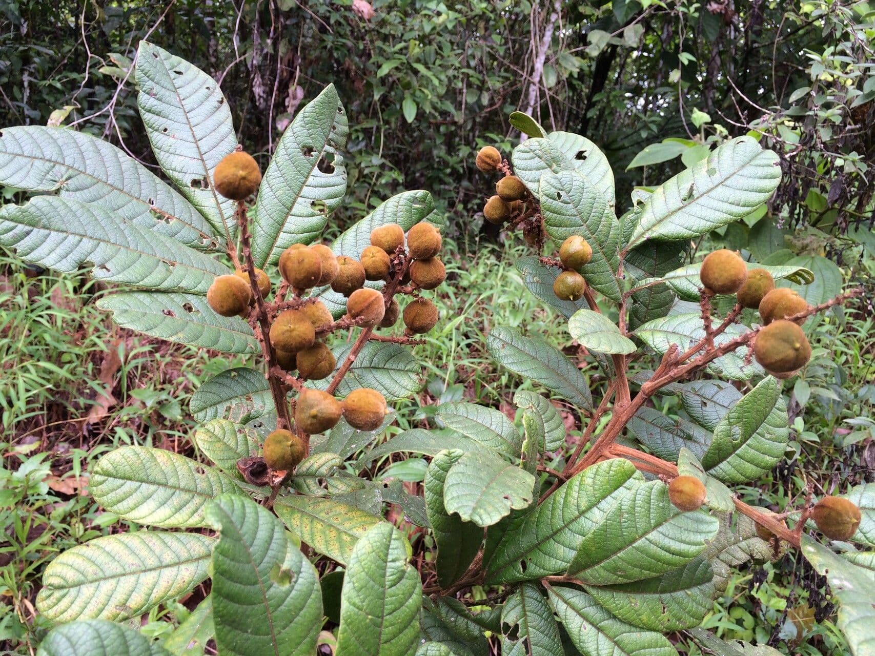 Cupania rossastra 7