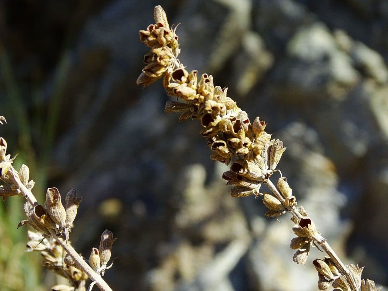 Salvia bianca 5