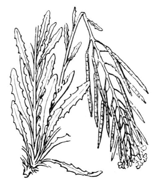 Erysimum incanum 8
