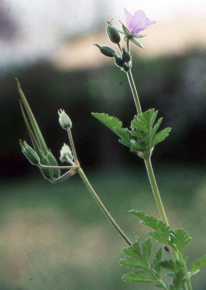Kranichschnabel 20