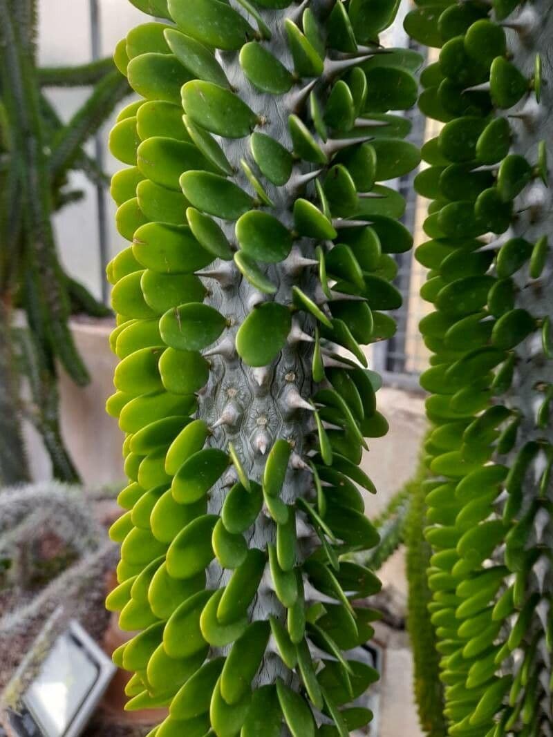 Alluaudia 7