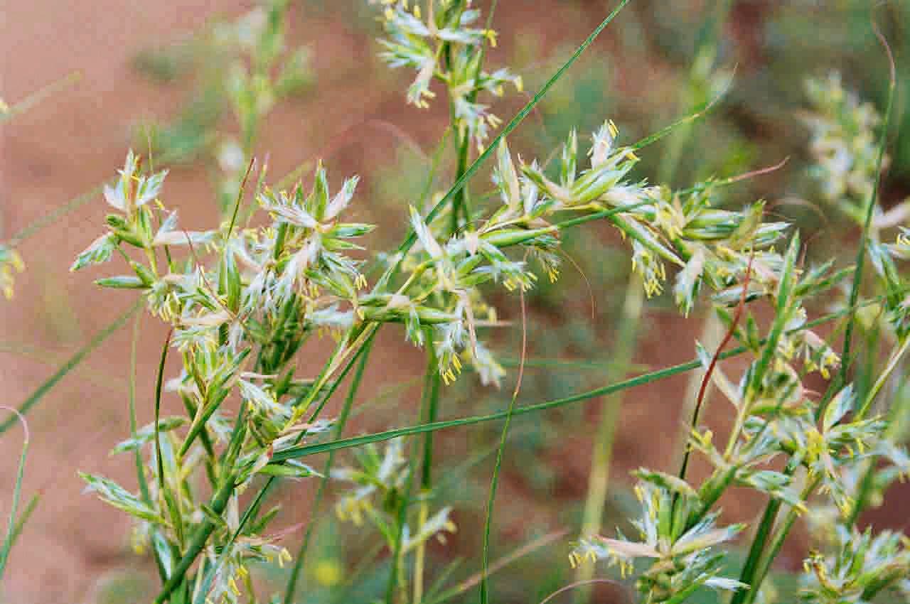 Trawa geranium 7