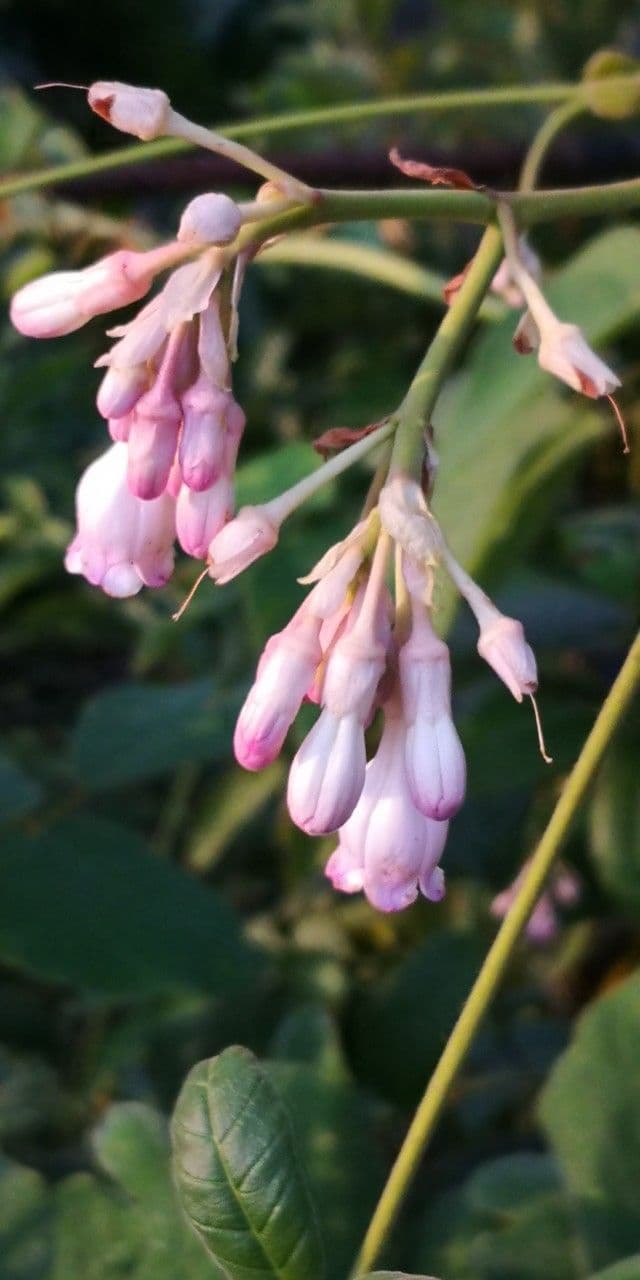 Amalocalyx 2