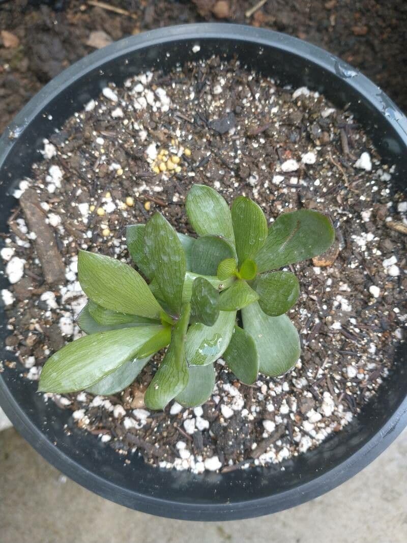 Senecione 5