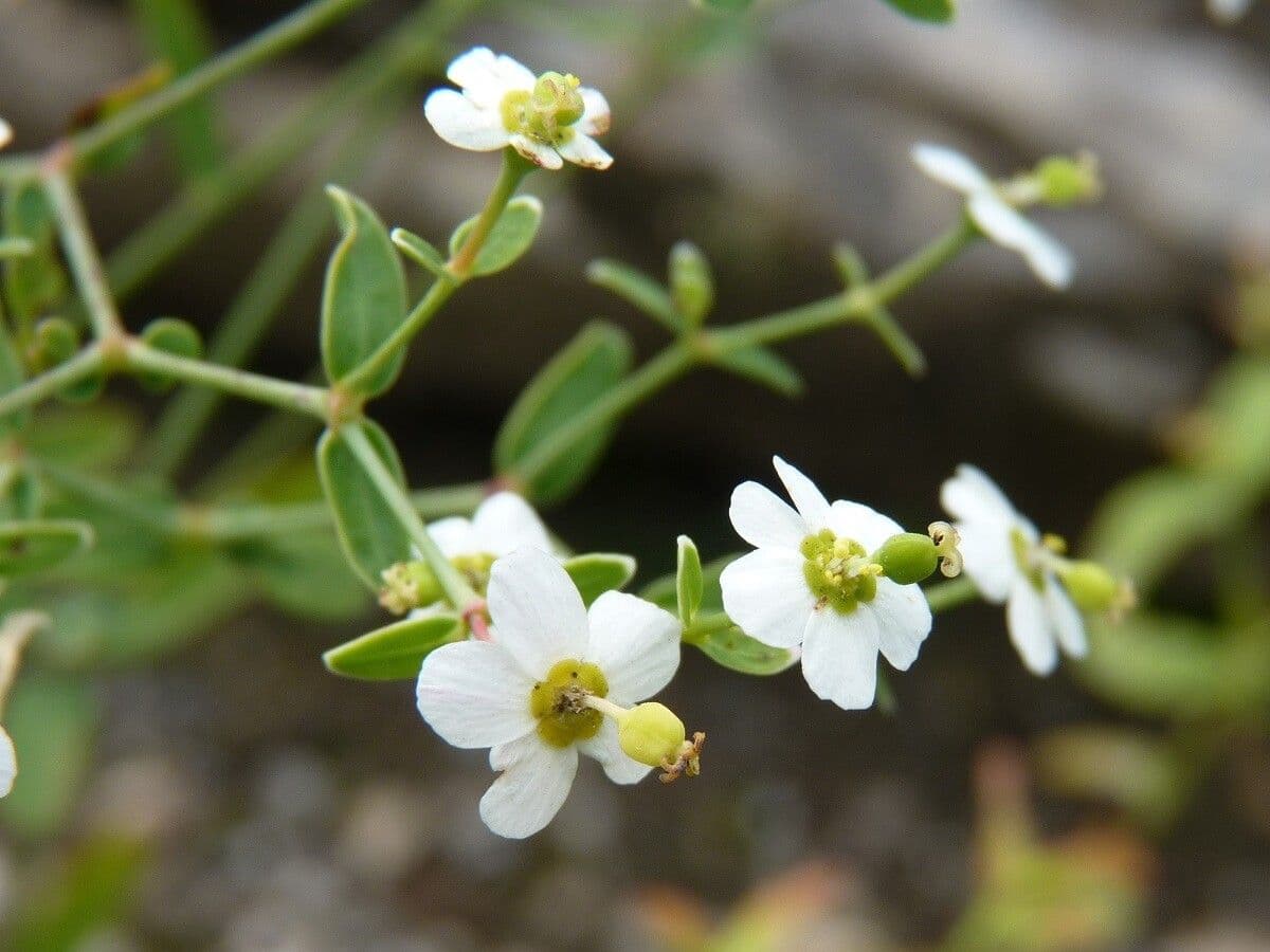 Euforbia corolla 3
