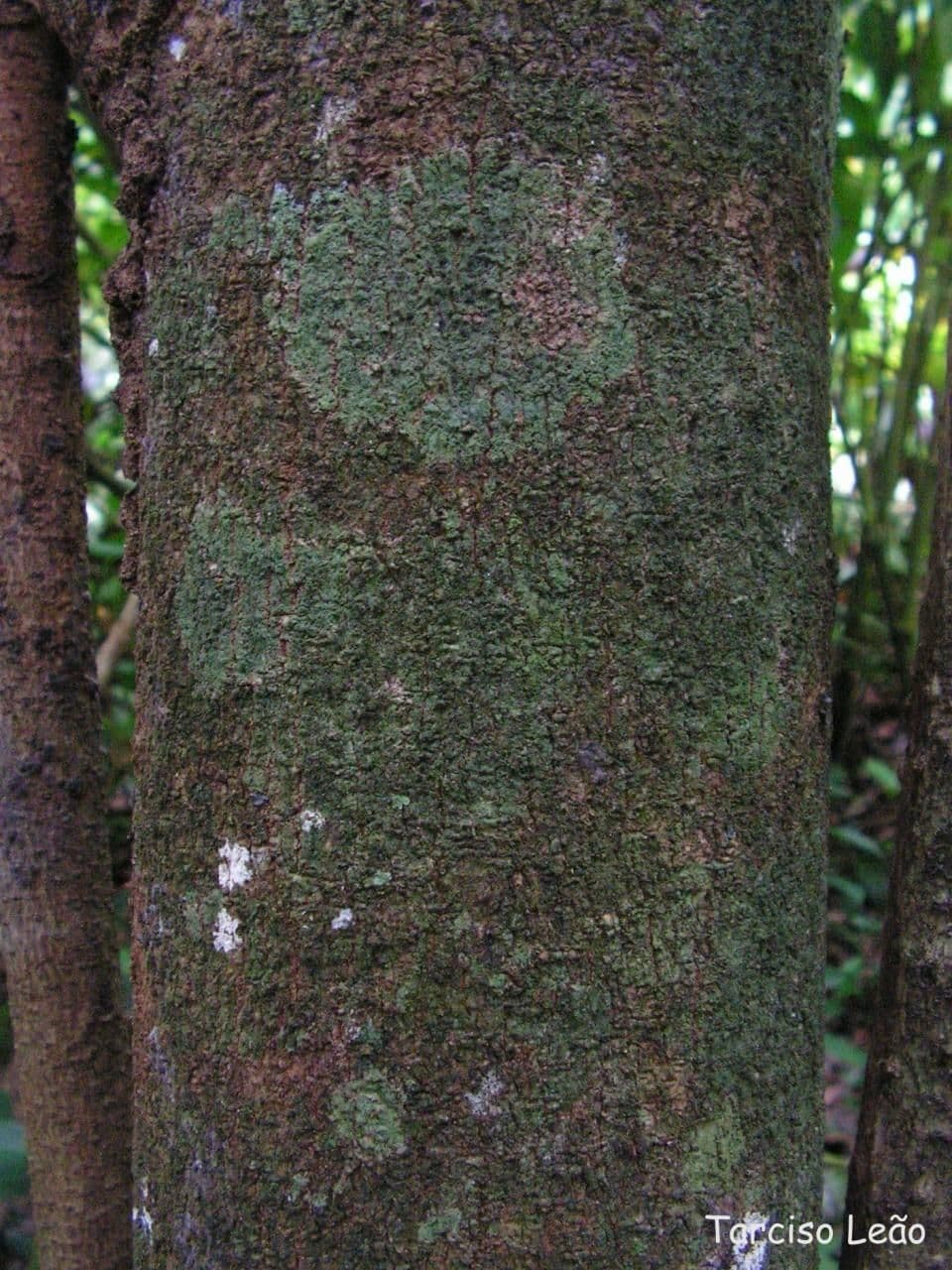 Cukrowiec górski 23