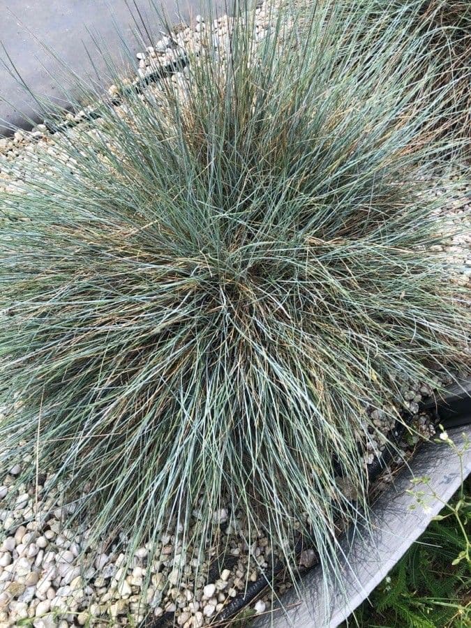 Walliser Schwingel 6