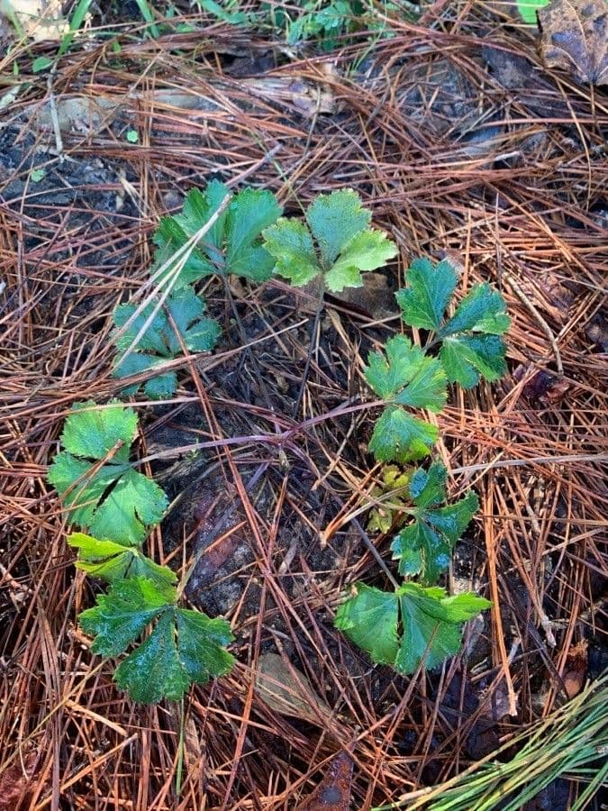 Waldsteinia 13