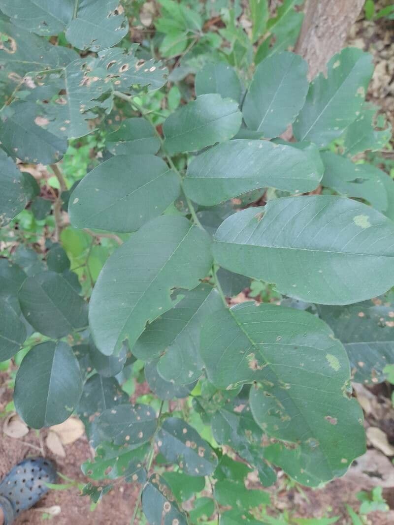 Pterocarpus erinaceus 11
