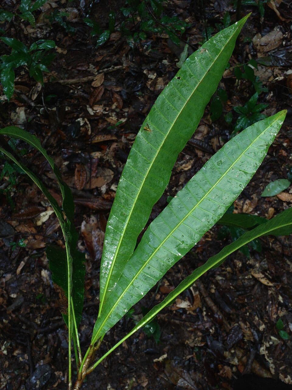 Spruce Cashew 4