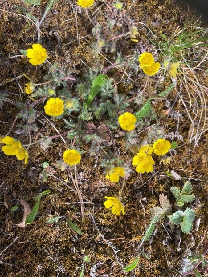 Potentilla eptafilla 7