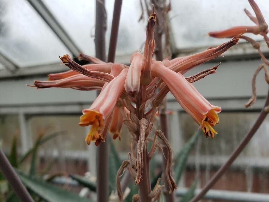 Aloe di Greathead 2