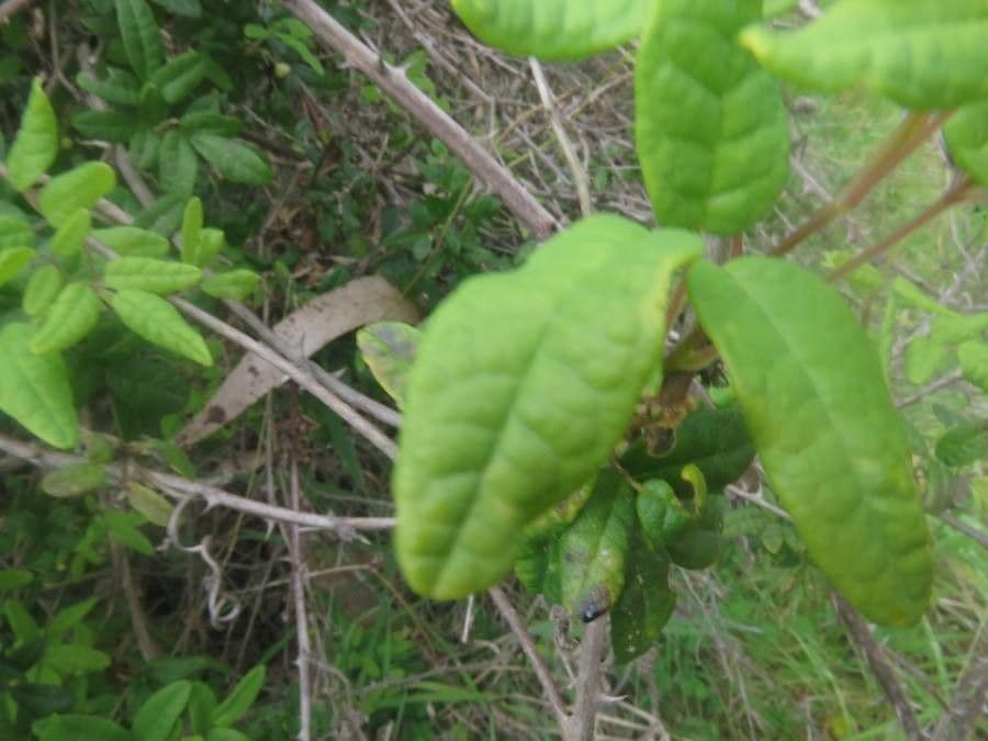 Boquila 8