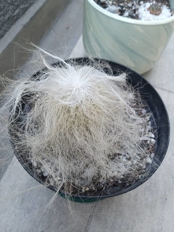Cactus vecchio 17