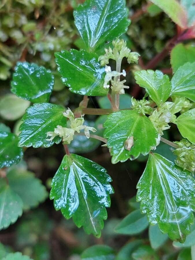 Pilea 5