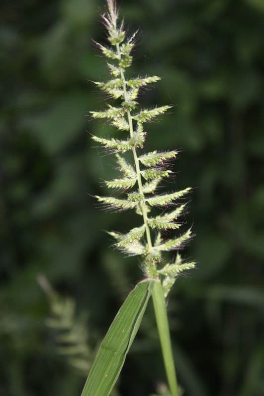 Setaria barbata 6