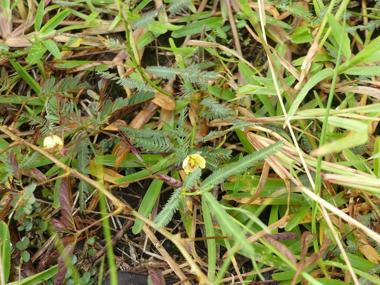 Herbe sensible 15