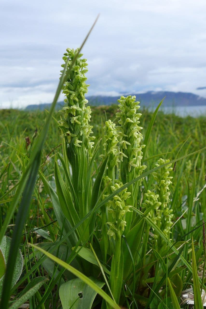 Platantera flava 3