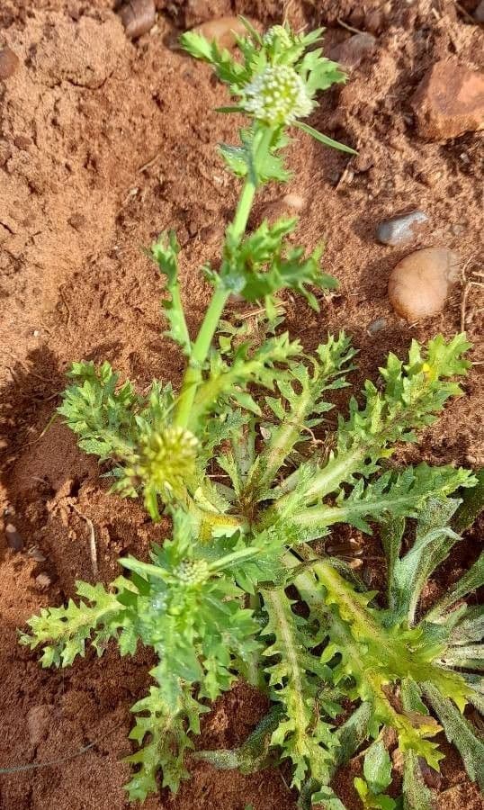 Acicarpha tribuloides 6