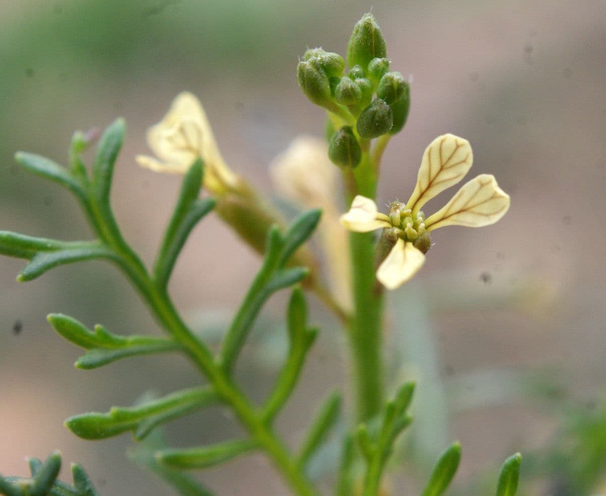 Löffelkohl 6