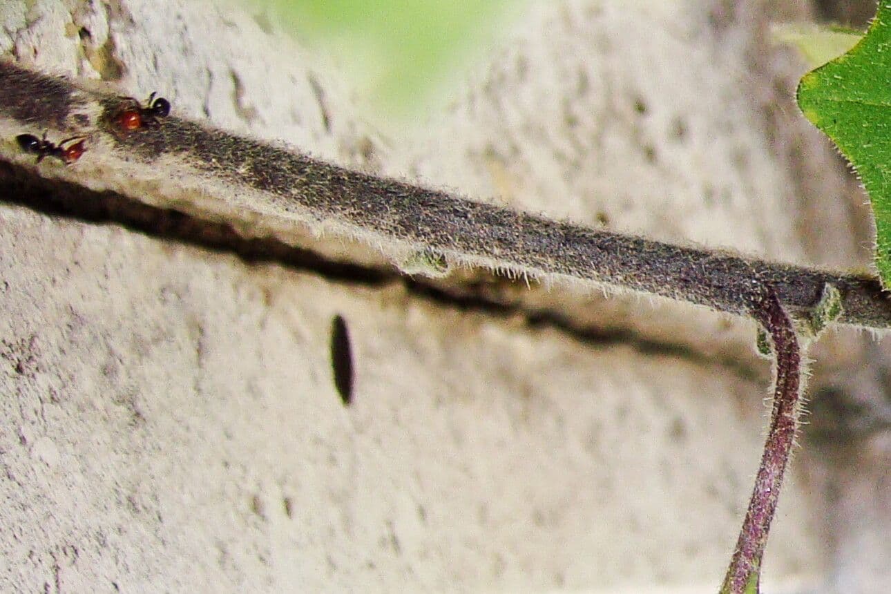 Solanum villosum 23