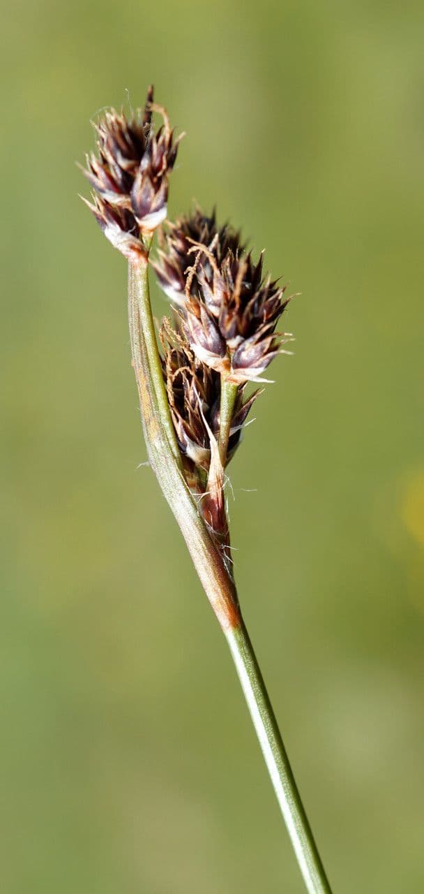 Erba lucciola comune 8