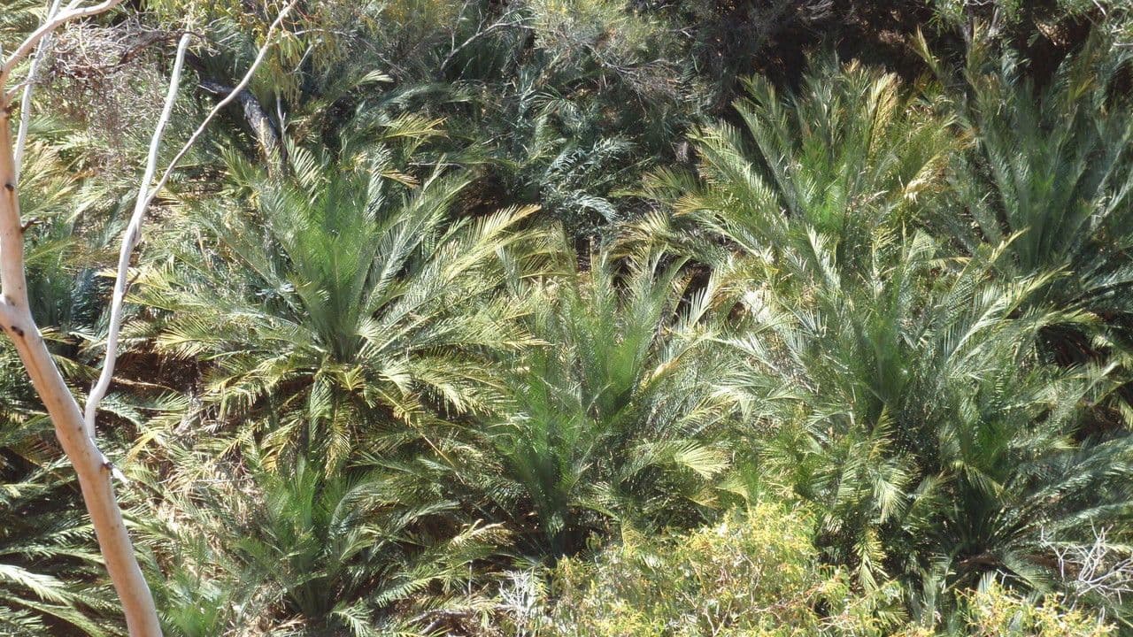 Macrozamia 6