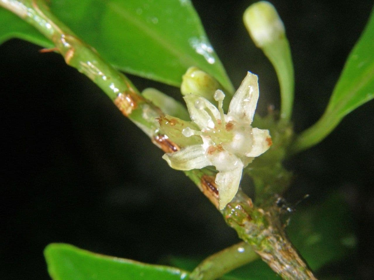 Erythroxylum 6