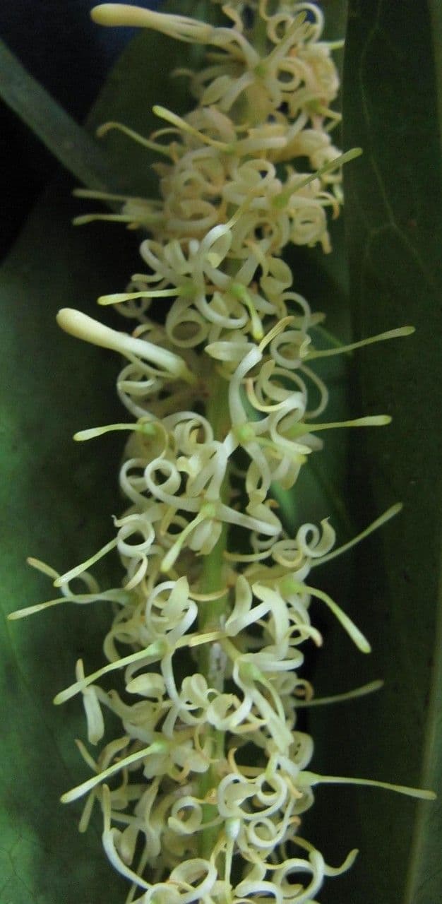 Roupala 3