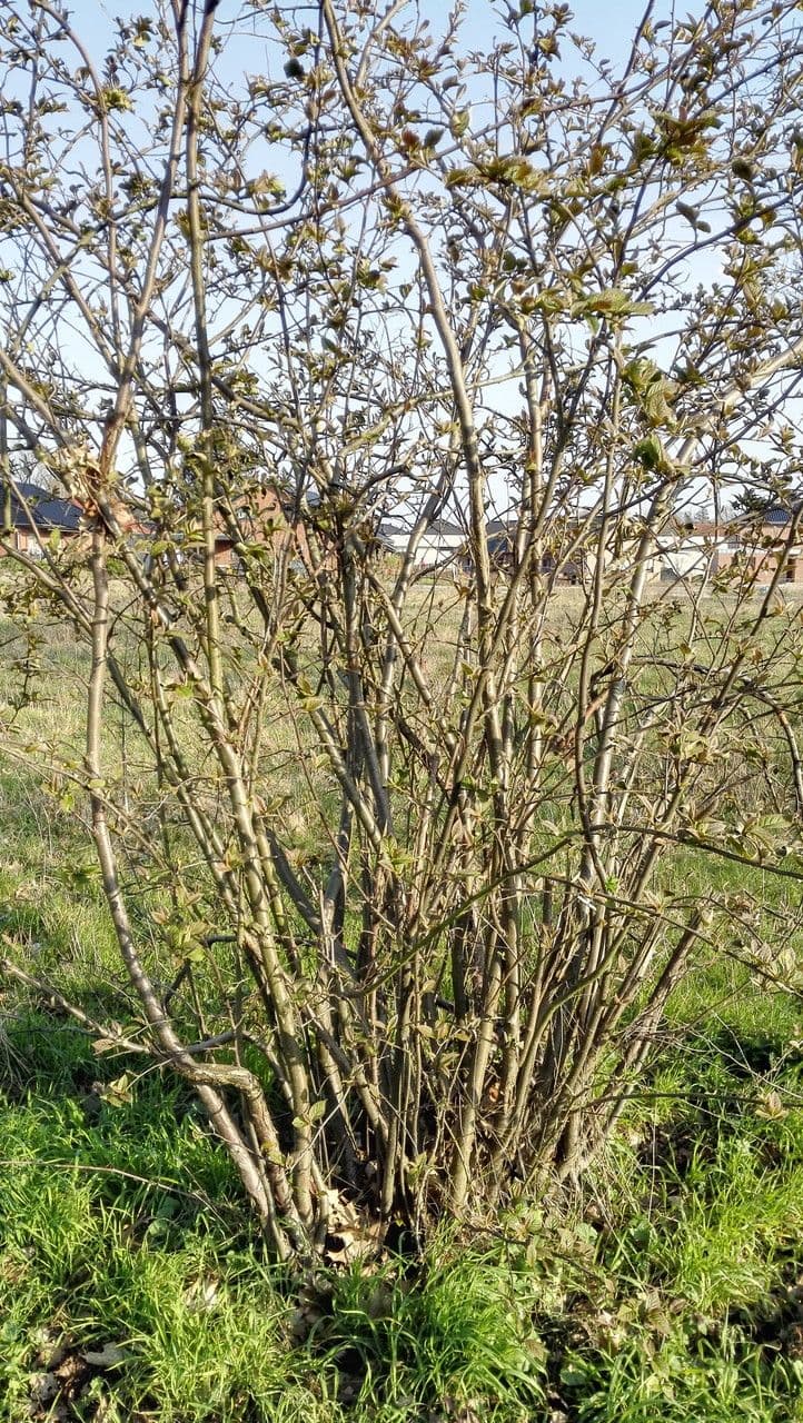 Cotonéaster 11