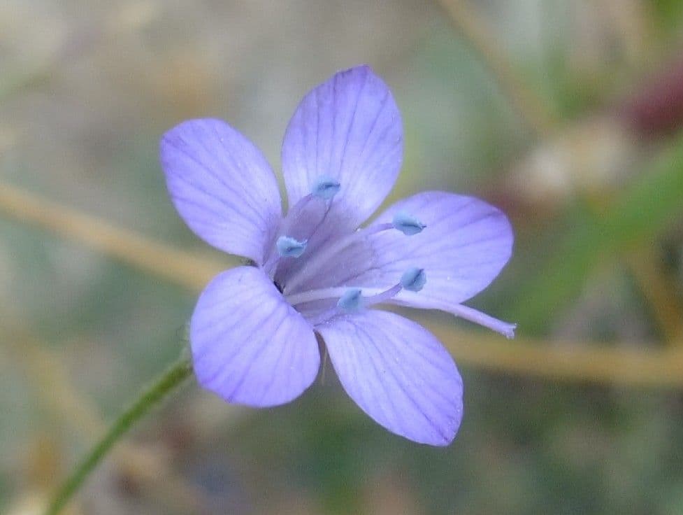 Gilia 8