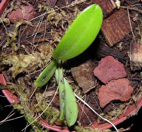 Masdevallia 7