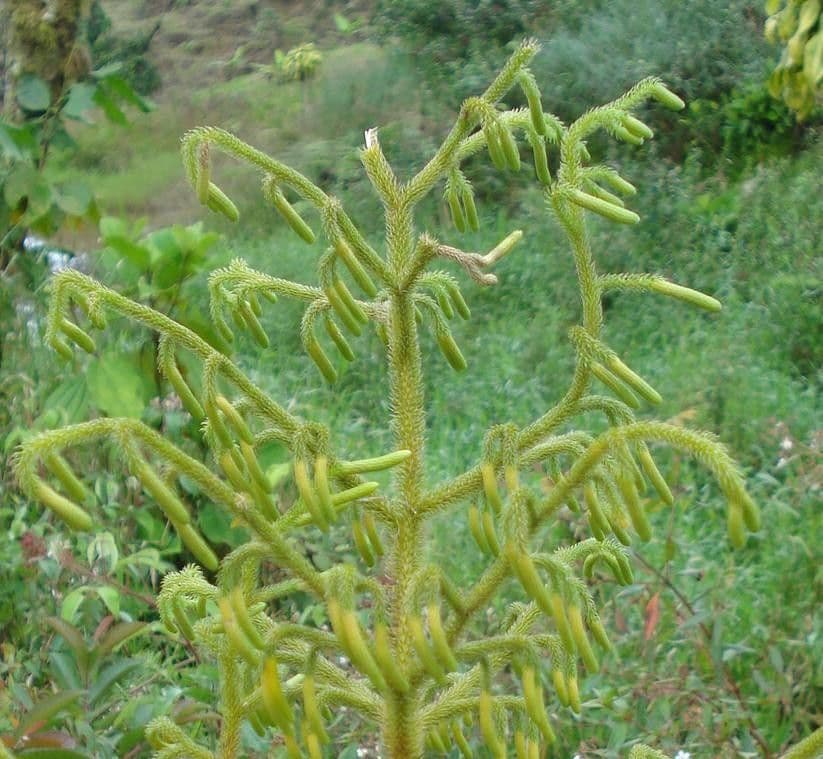 Lycopodiella 3