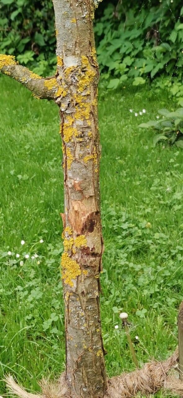 Quercia 6
