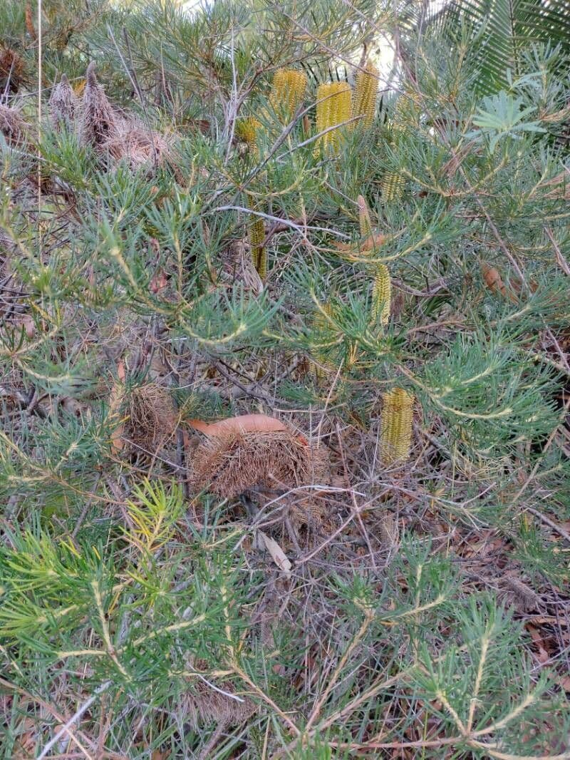 Banksia espigada 9