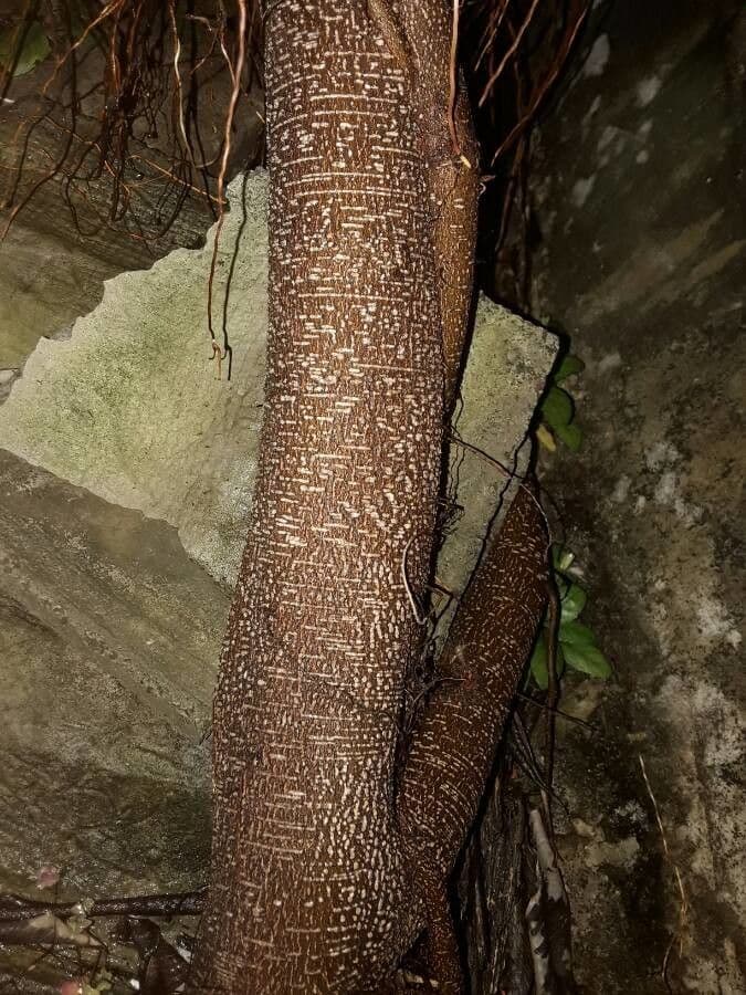Sapodilla 21