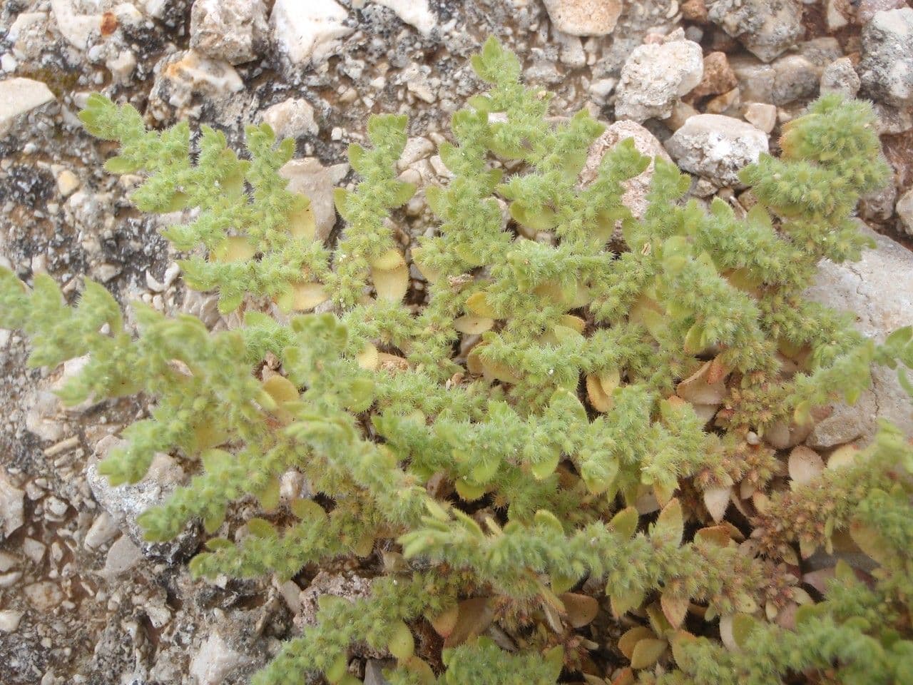 Herniaria hirsuta 14