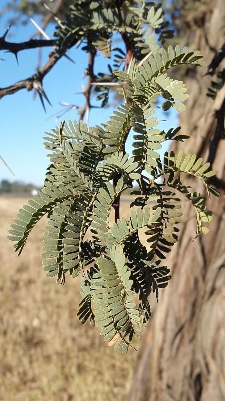 Acacia erioloba 19