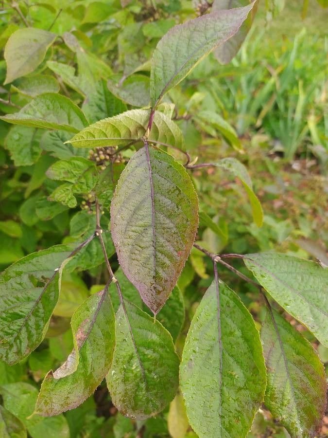 Callicarpa giapponese 18