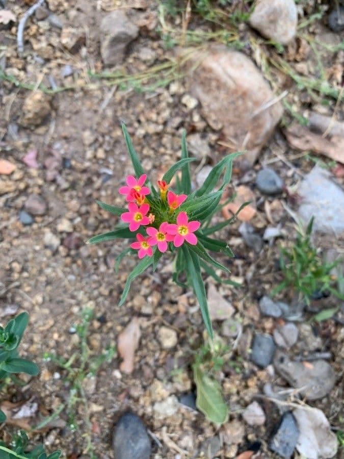 Collomia 2