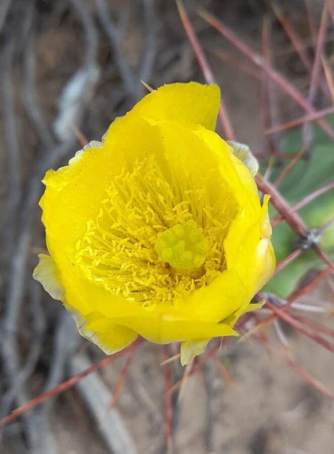 Prickly Pear 5
