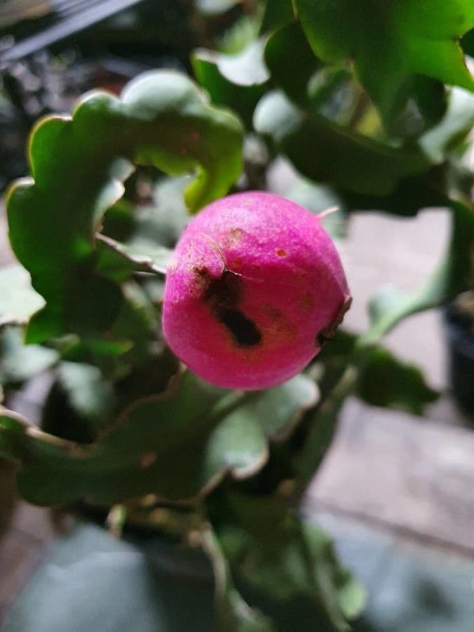 Epyfilum
