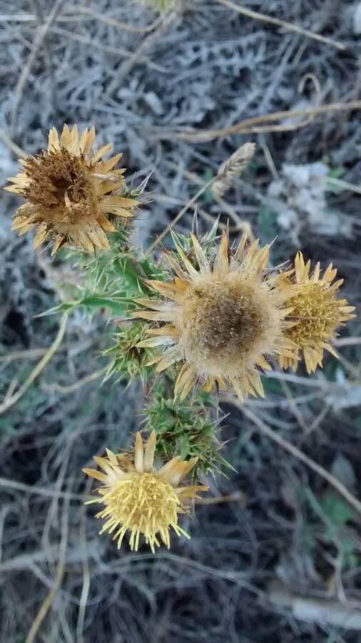 Carlina corimbosa 2