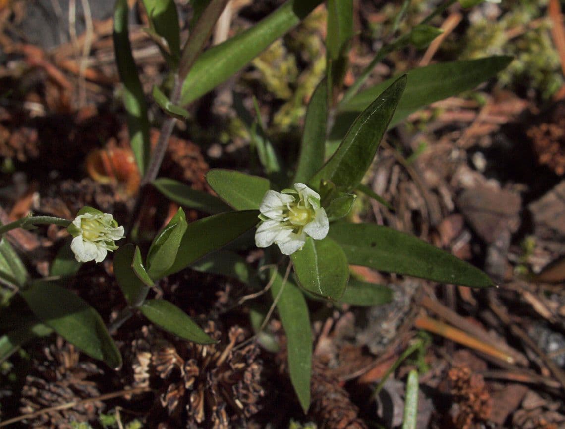 Moehringia macrophylla 6