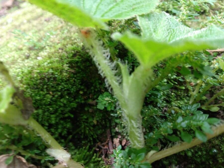 Begonia 21